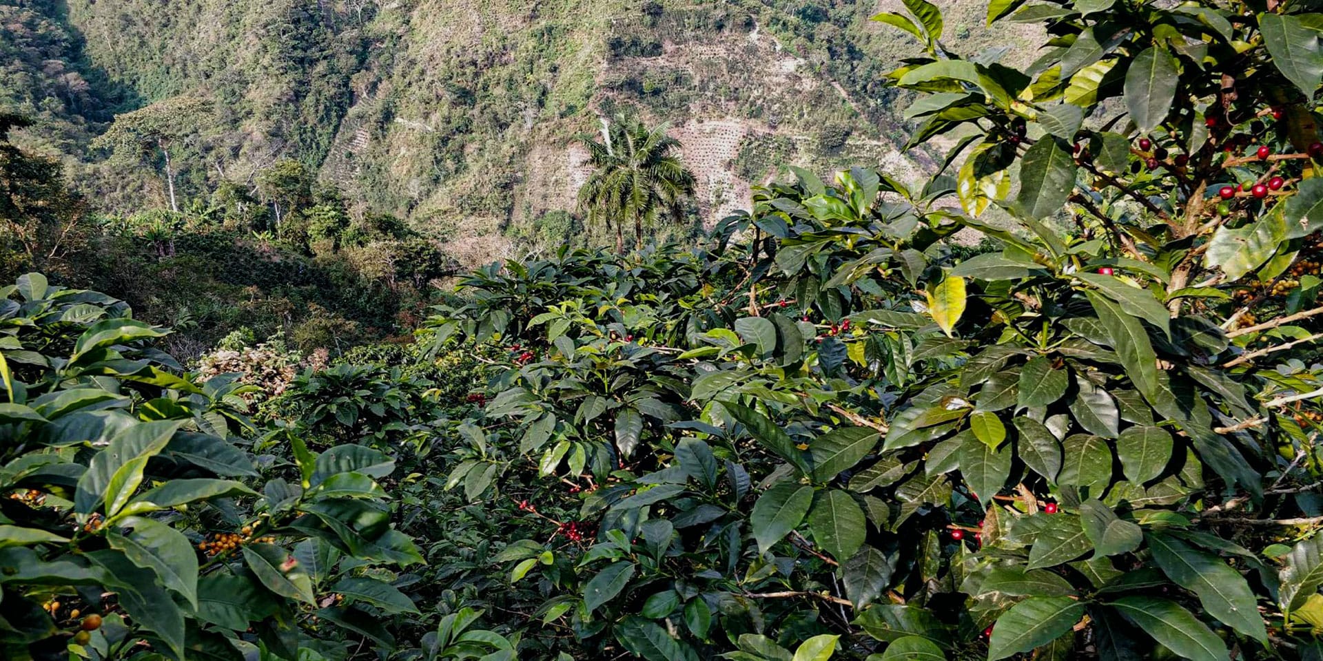 Plantation en altitude