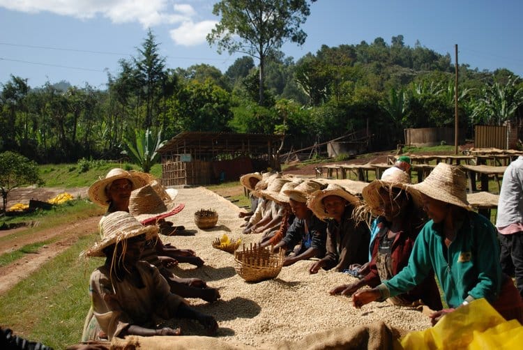 Plantation de la coopérative Shilicho