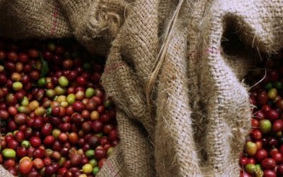 Café bio vrac pour magasins bio : guide d’achat grossiste 2025