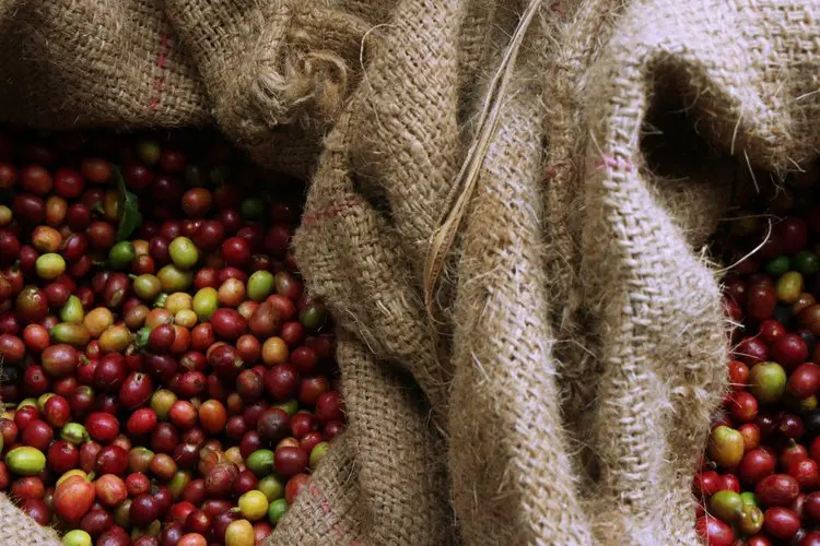 Shilicho_cherries Café en grain bio