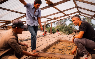 Café arabica vs robusta : guide complet pour les professionnels