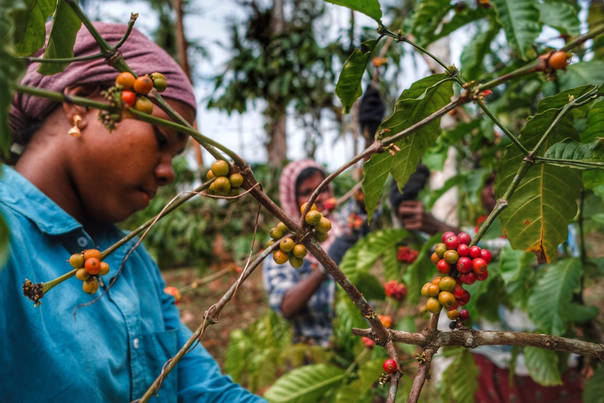 Le robusta du Kerala en Inde